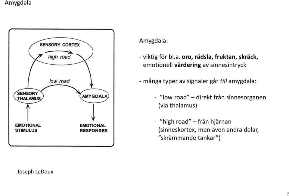 av sinnesintryck - många typer av signaler går till amygdala: - low road