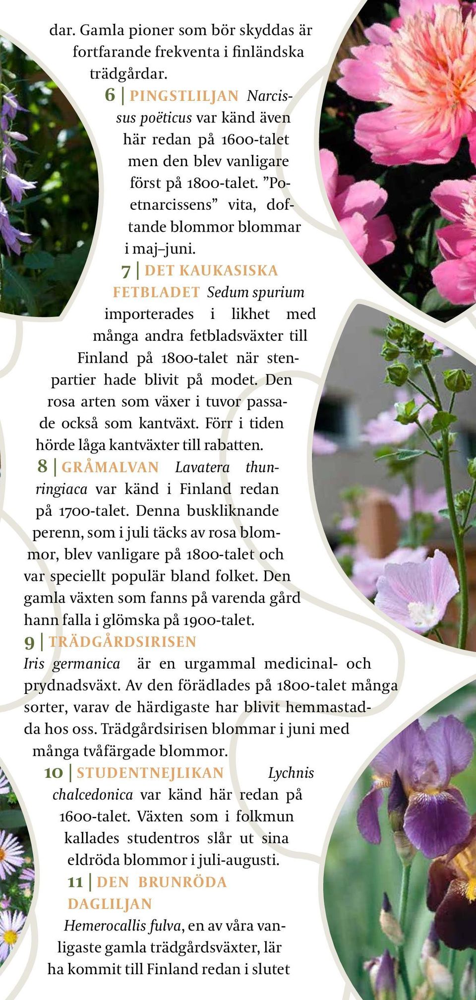 7 DET KAUKASISKA FETBLADET Sedum spurium importerades i likhet med många andra fetbladsväxter till Finland på 1800-talet när stenpartier hade blivit på modet.