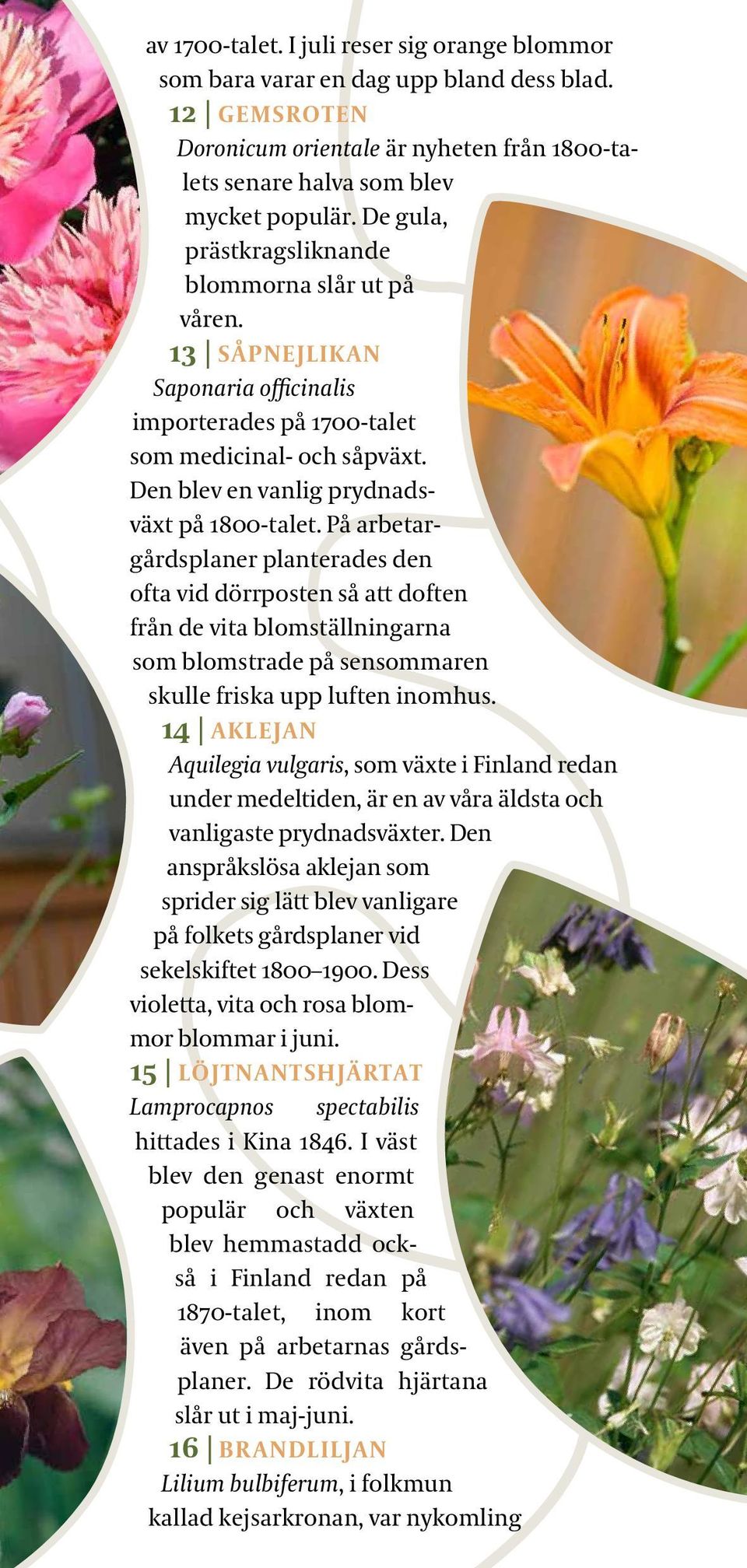 På arbetargårdsplaner planterades den ofta vid dörrposten så att doften från de vita blomställningarna som blomstrade på sensommaren skulle friska upp luften inomhus.