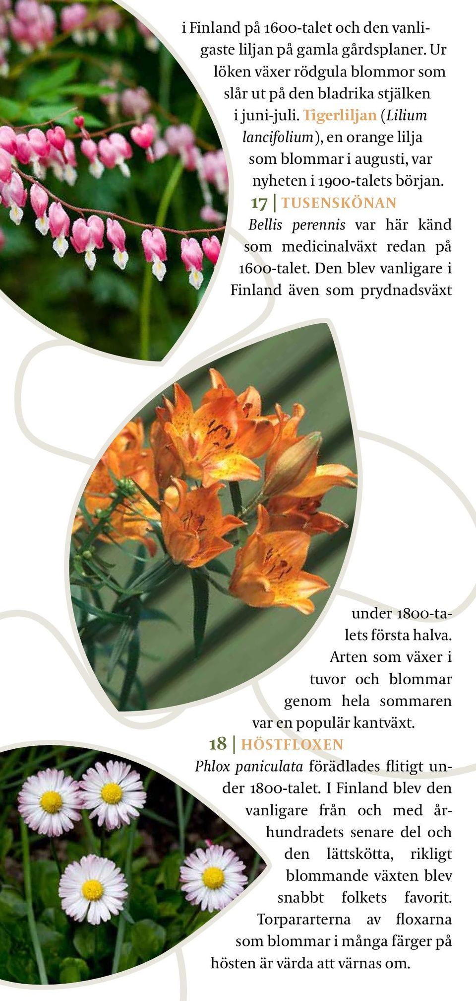Den blev vanligare i Finland även som prydnadsväxt under 1800-talets första halva. Arten som växer i tuvor och blommar genom hela sommaren var en populär kantväxt.