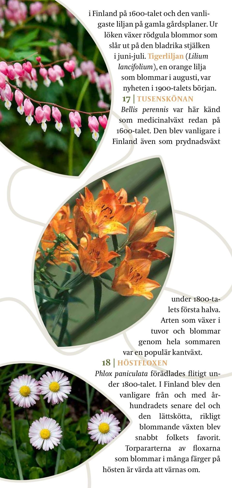 Den blev vanligare i Finland även som prydnadsväxt under 1800-talets första halva. Arten som växer i tuvor och blommar genom hela sommaren var en populär kantväxt.