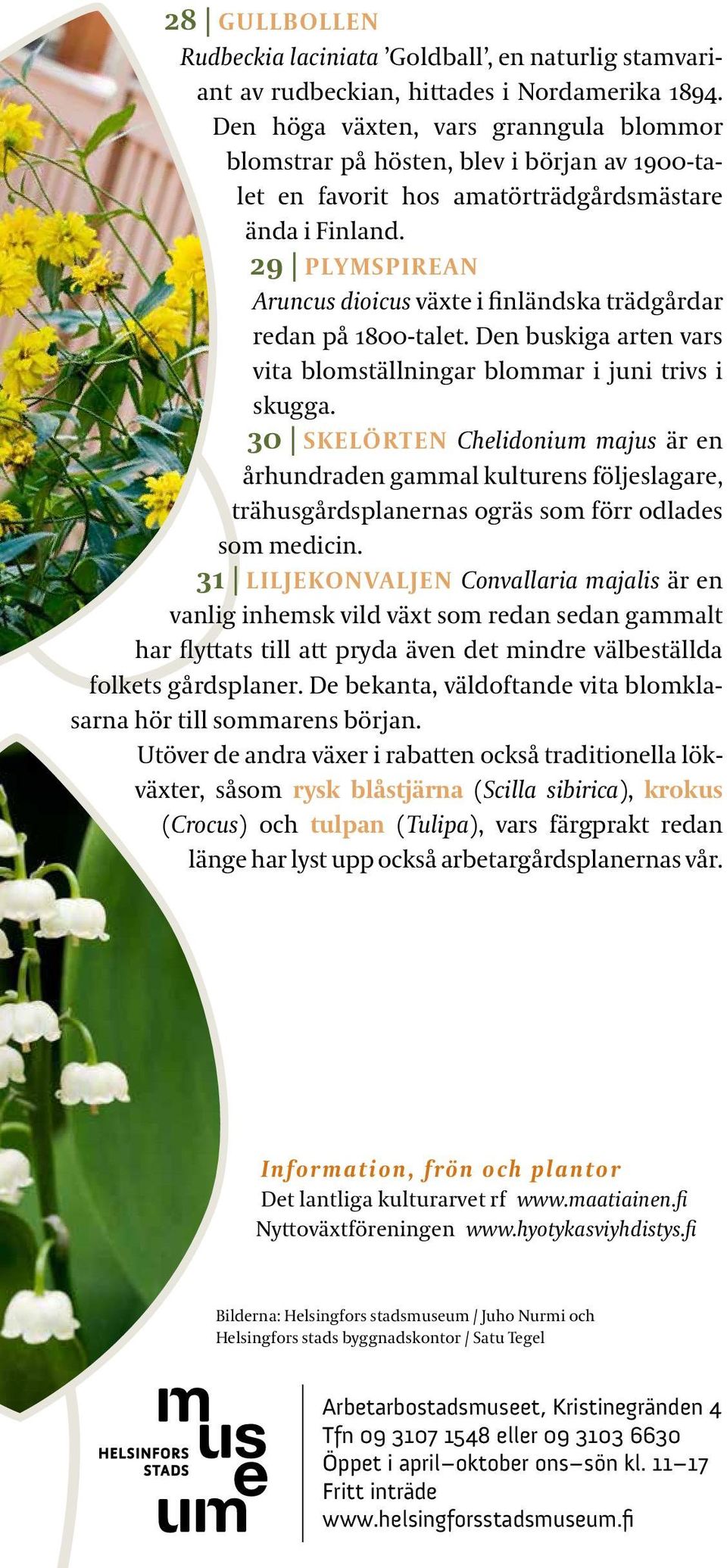 29 PLYMSPIREAN Aruncus dioicus växte i finländska trädgårdar redan på 1800-talet. Den buskiga arten vars vita blomställningar blommar i juni trivs i skugga.