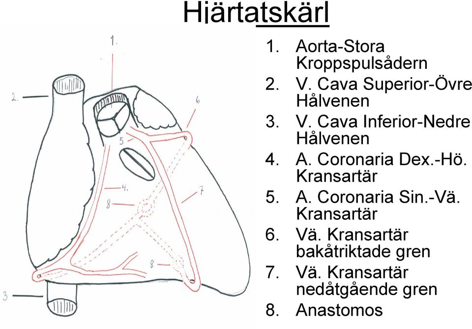A. Coronaria Dex.-Hö. Kransartär 5. A. Coronaria Sin.-Vä.