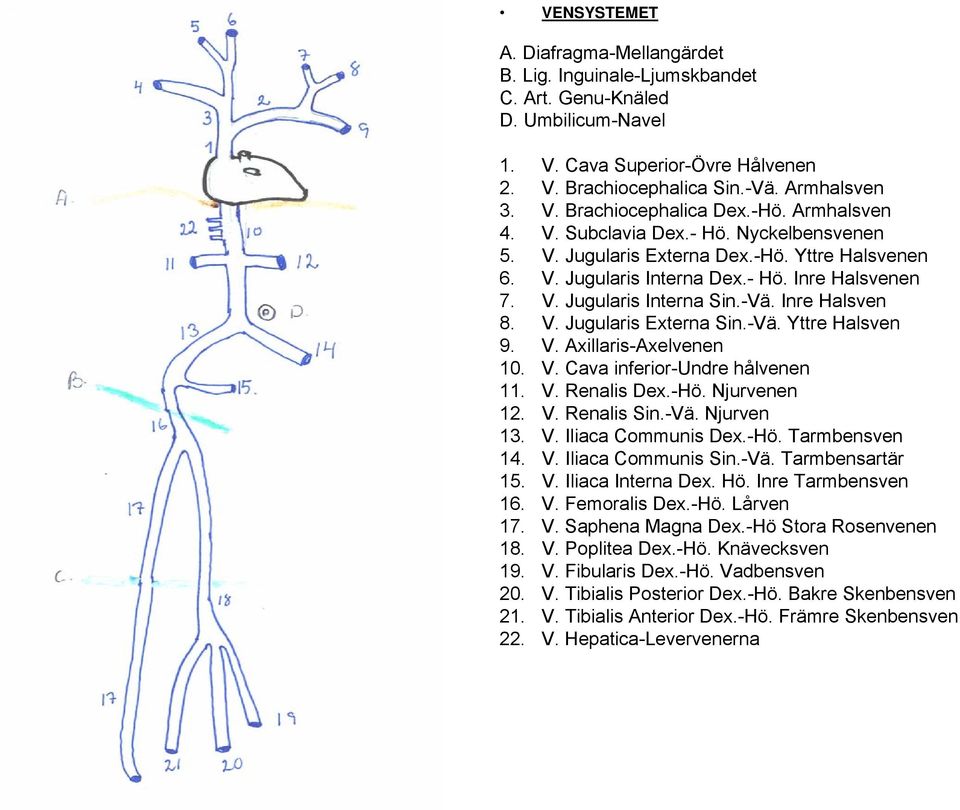 Inre Halsven 8. V. Jugularis Externa Sin.-Vä. Yttre Halsven 9. V. Axillaris-Axelvenen 10. V. Cava inferior-undre hålvenen 11. V. Renalis Dex.-Hö. Njurvenen 12. V. Renalis Sin.-Vä. Njurven 13. V. Iliaca Communis Dex.