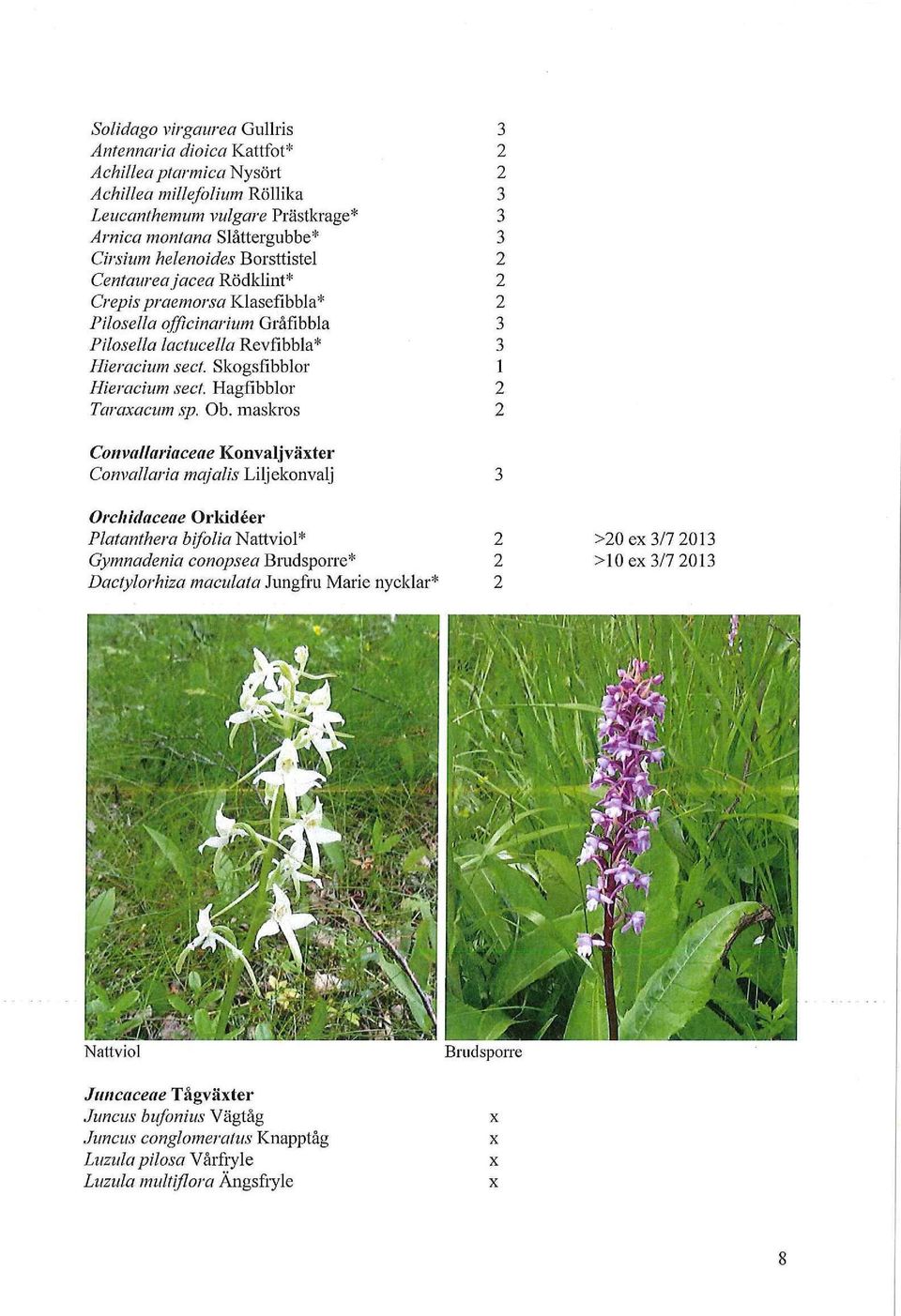 Hagfibblor 2 Taraacum sp. Ob.