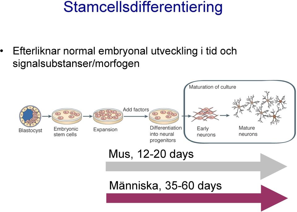 utveckling i tid och