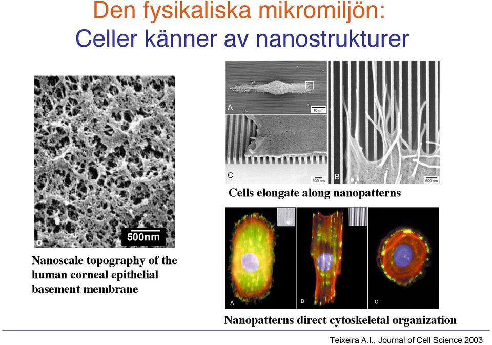the human corneal epithelial basement membrane Nanopatterns