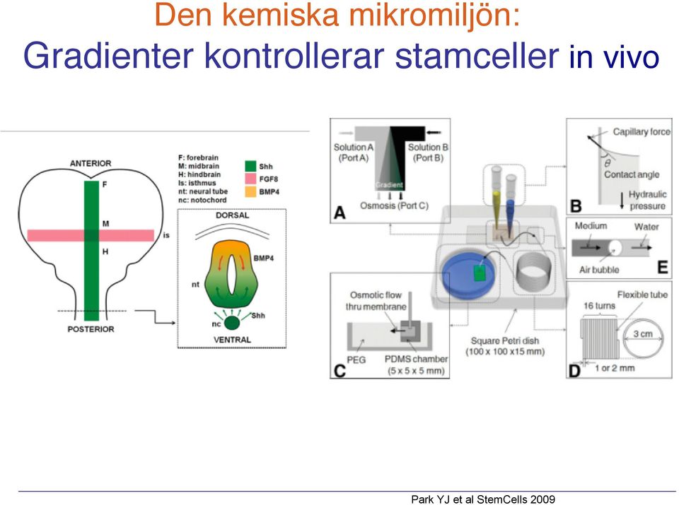 kontrollerar stamceller