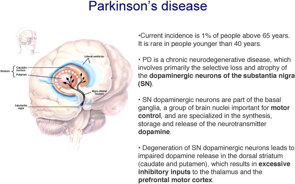 SN dopaminergic neurons are part of the basal ganglia, a group of brain nuclei important for motor control, and are specialized in the synthesis, storage and release of