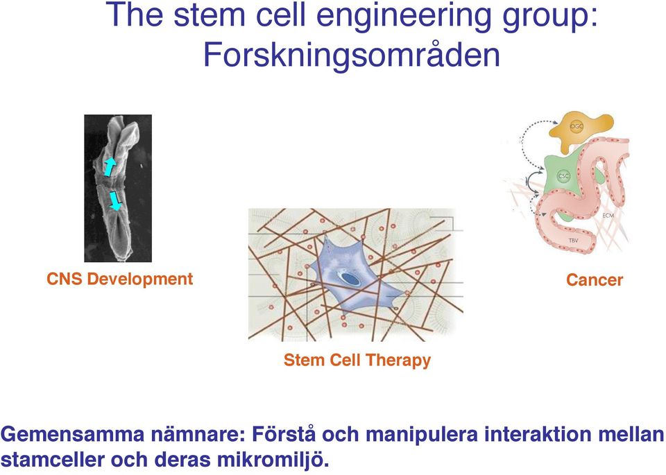 Cell Therapy Gemensamma nämnare: Förstå och