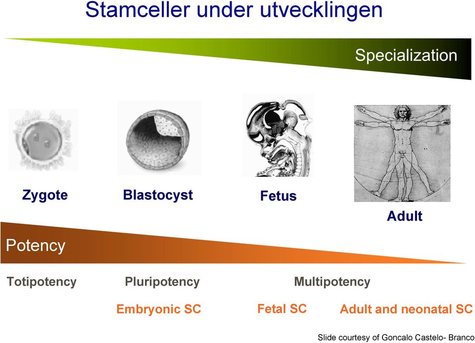 Pluripotency Multipotency Embryonic SC Fetal SC