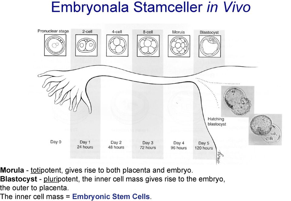 Blastocyst - pluripotent, the inner cell mass gives rise