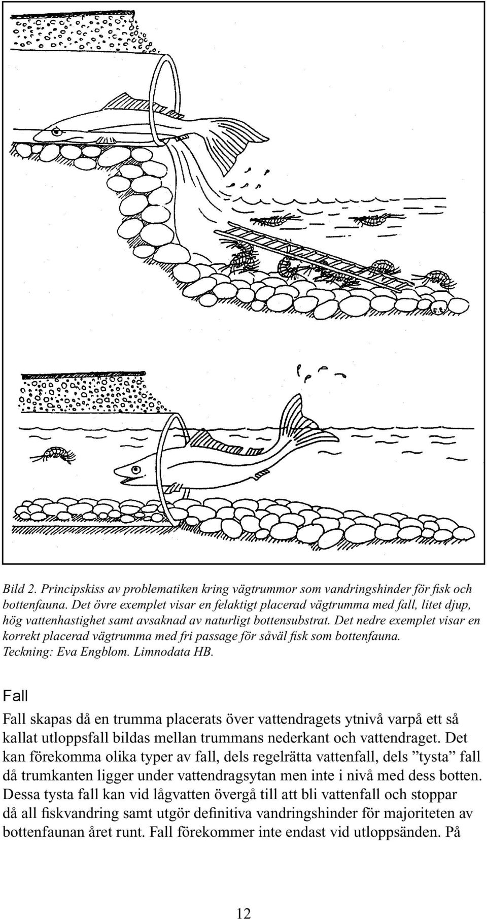Det nedre exemplet visar en korrekt placerad vägtrumma med fri passage för såväl fisk som bottenfauna. Teckning: Eva Engblom. Limnodata HB.