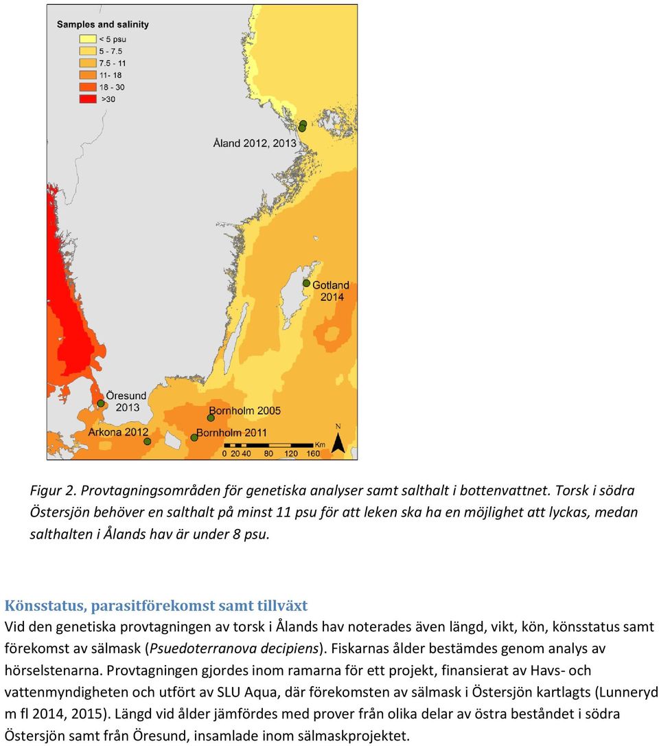 Könsstatus, parasitförekomst samt tillväxt Vid den genetiska provtagningen av torsk i Ålands hav noterades även längd, vikt, kön, könsstatus samt förekomst av sälmask (Psuedoterranova decipiens).