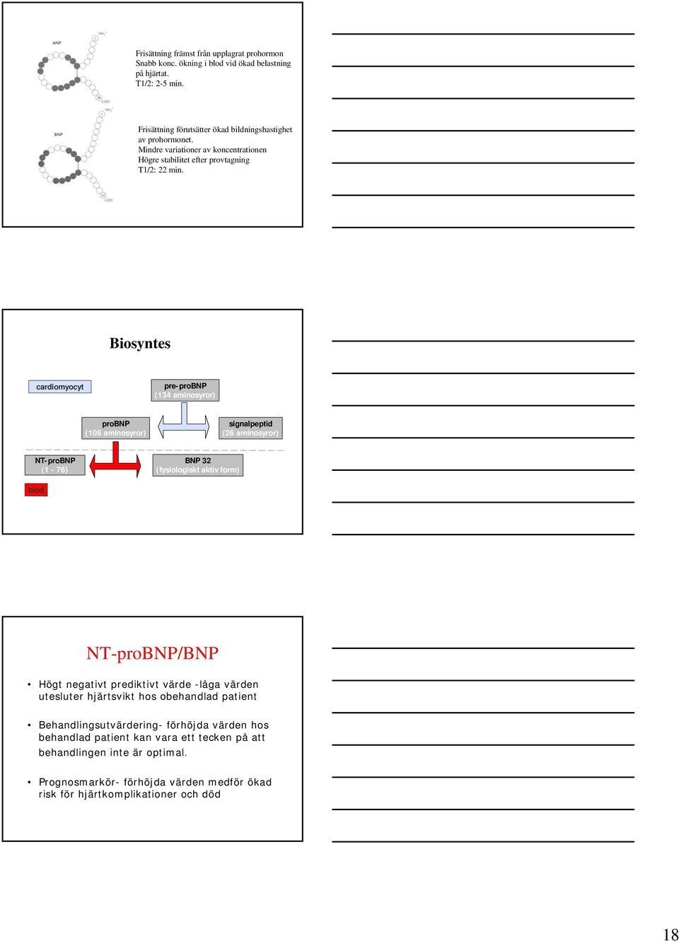 Biosyntes cardiomyocyt pre-probnp (134 aminosyror) probnp (108 aminosyror) signalpeptid (26 aminosyror) NT-proBNP (1-76) BNP 32 (fysiologiskt aktiv form) blod NT-proBNP/BNP Högt