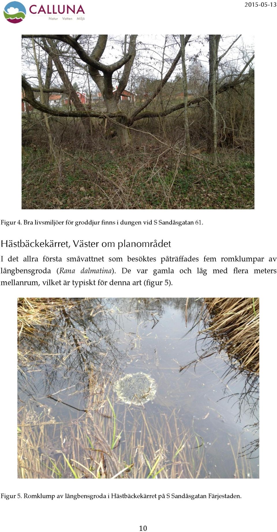 romklumpar av långbensgroda Rana dalmatina).