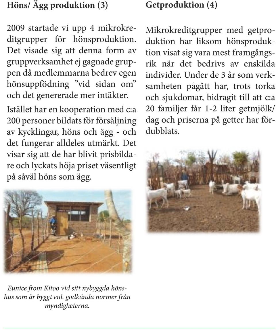 Istället har en kooperation med c:a 200 personer bildats för försäljning av kycklingar, höns och ägg - och det fungerar alldeles utmärkt.