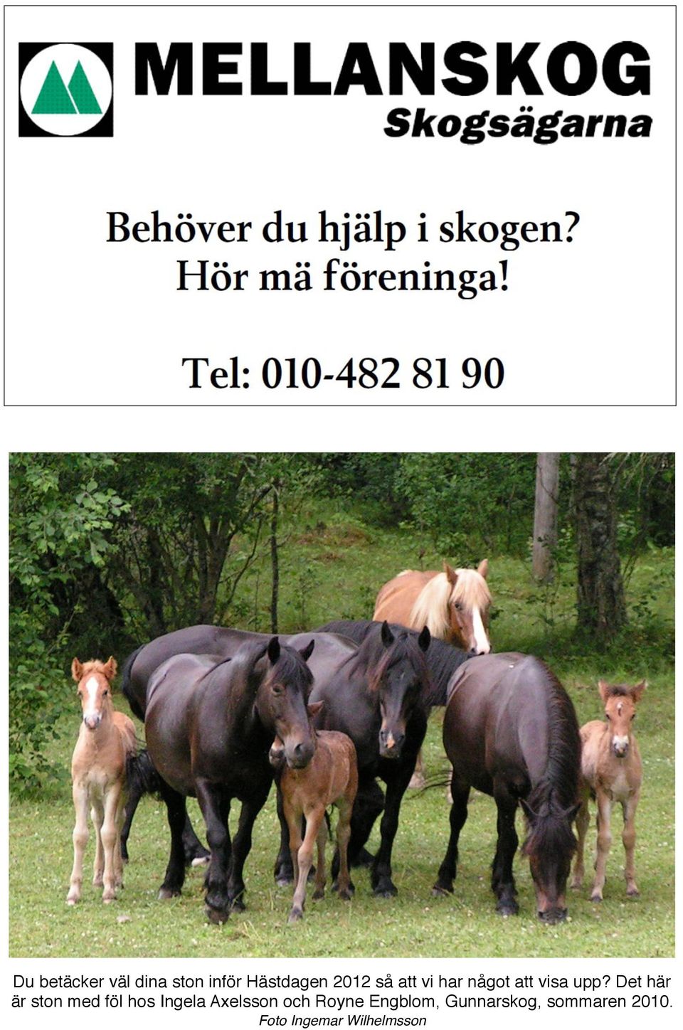 Det här är ston med föl hos Ingela Axelsson och