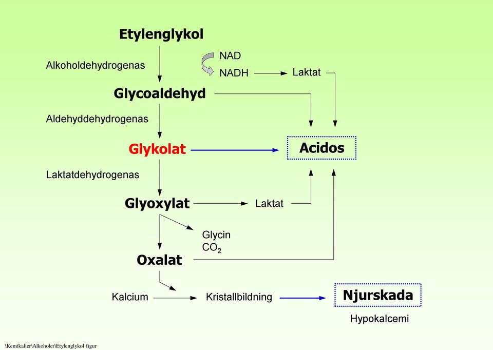 Glyoxylat Laktat Oxalat Glycin CO 2 Kalcium