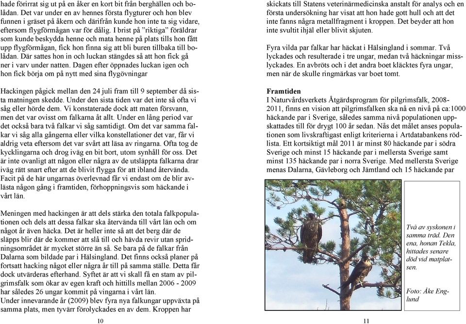 I brist på riktiga föräldrar som kunde beskydda henne och mata henne på plats tills hon fått upp flygförmågan, fick hon finna sig att bli buren tillbaka till bolådan.