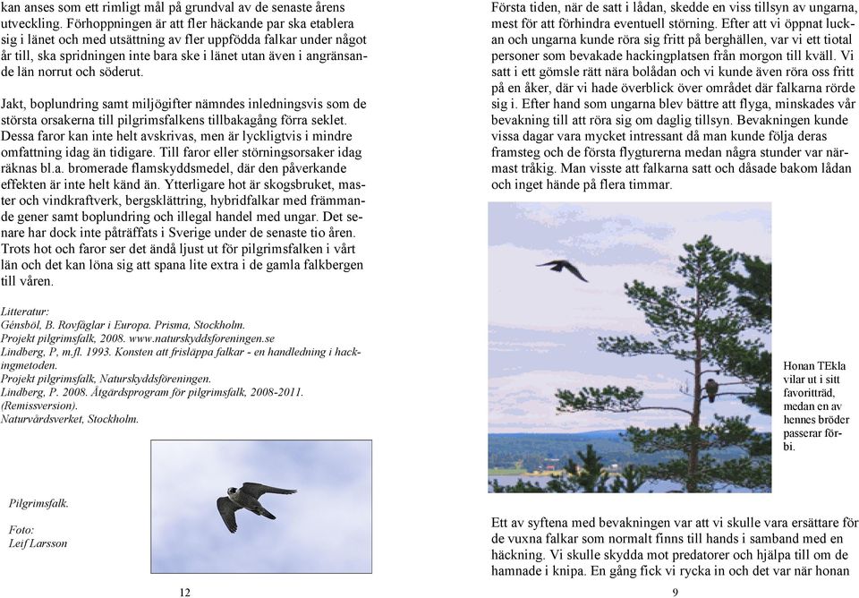 norrut och söderut. Jakt, boplundring samt miljögifter nämndes inledningsvis som de största orsakerna till pilgrimsfalkens tillbakagång förra seklet.