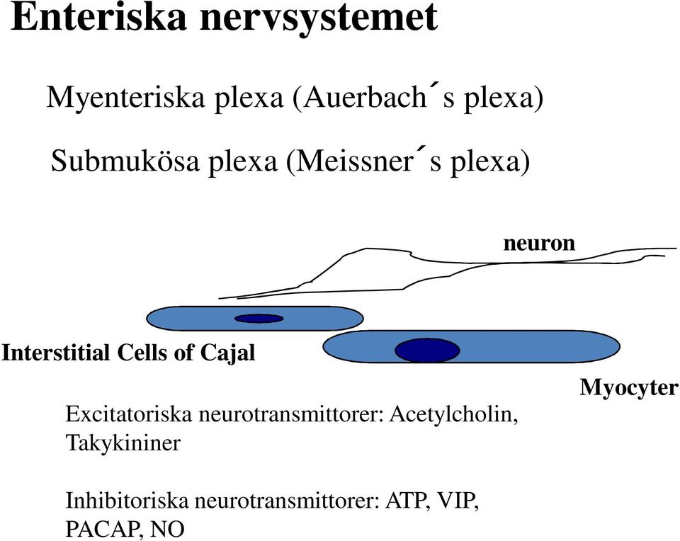 of Cajal Excitatoriska neurotransmittorer: Acetylcholin,