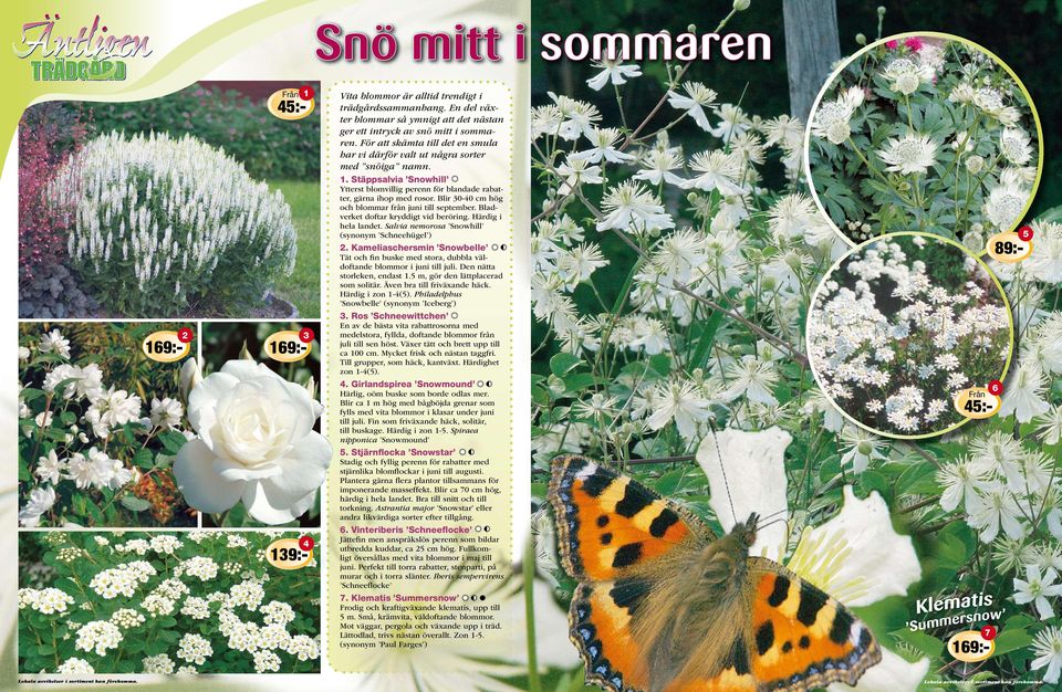 Blir 0-0 cm hög och blommar från juni till september. Bladverket doftar kryddigt vid beröring. Härdig i hela landet. Salvia nemorosa Snowhill (synonym Schneehügel ).