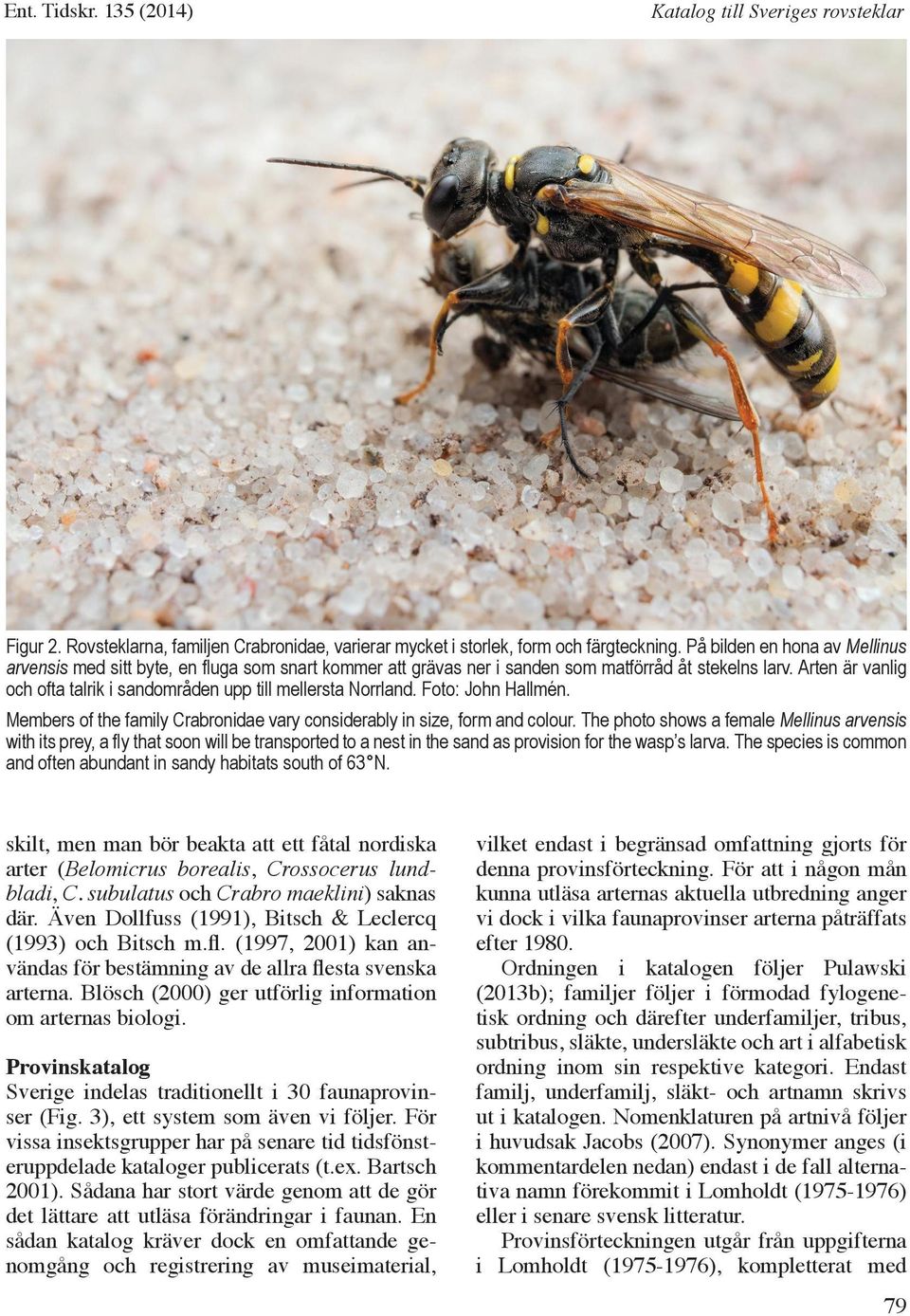 Arten är vanlig och ofta talrik i sandområden upp till mellersta Norrland. Foto: John Hallmén. Members of the family Crabronidae vary considerably in size, form and colour.