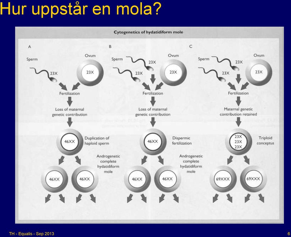 en mola?