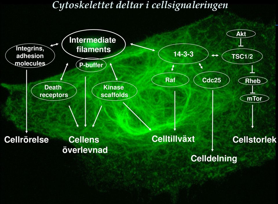 Death receptors Kinase scaffolds Raf Cdc25 Rheb mtor