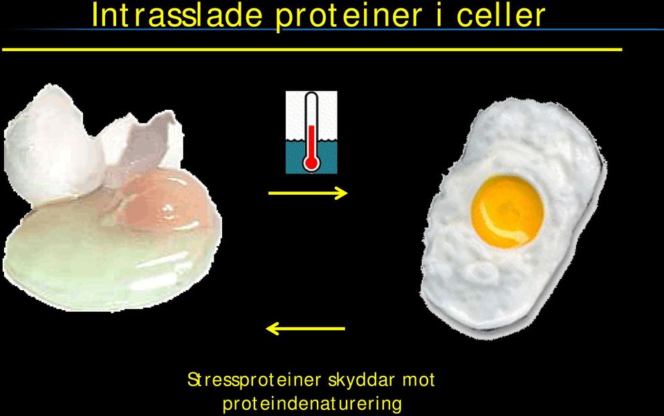 Stressproteiner