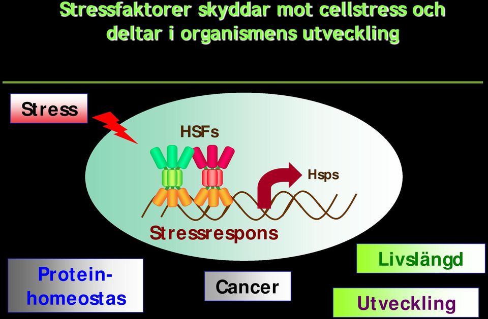 Stress HSFs Hsps Proteinhomeostas