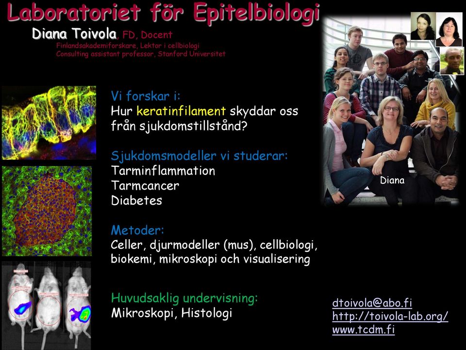 Sjukdomsmodeller vi studerar: Tarminflammation Tarmcancer Diabetes Diana Metoder: Celler, djurmodeller (mus),