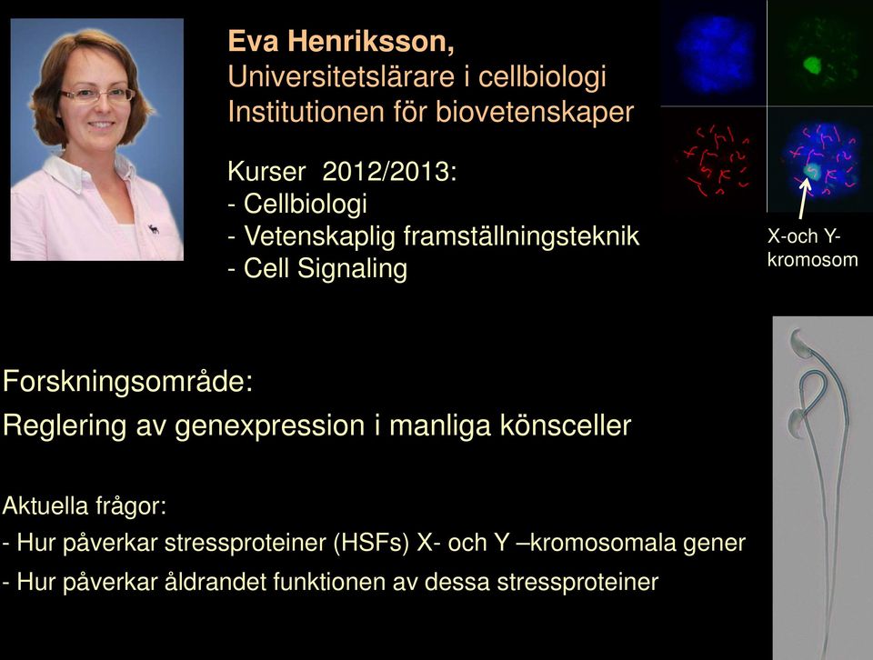 Forskningsområde: Reglering av genexpression i manliga könsceller Aktuella frågor: - Hur påverkar
