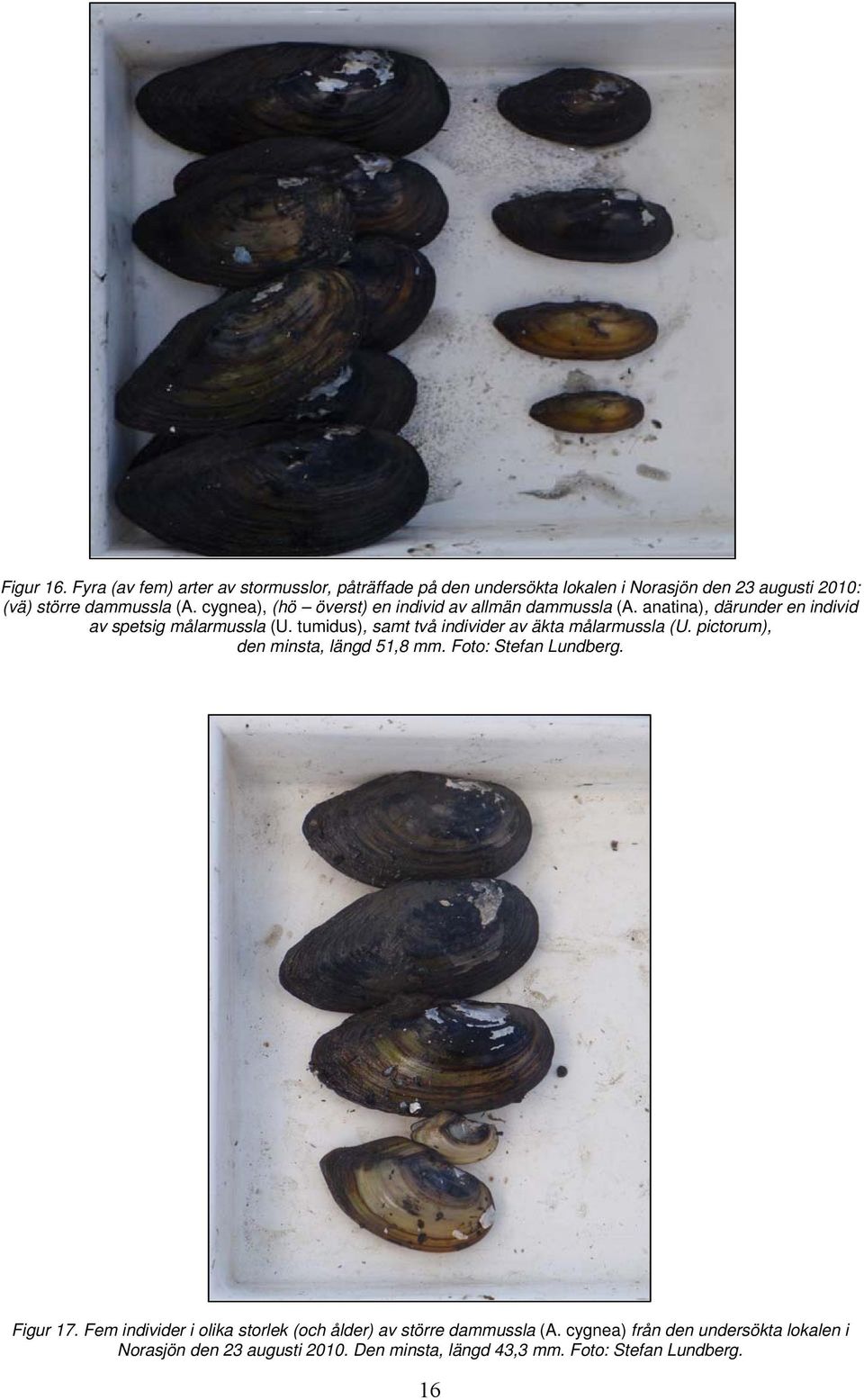 tumidus), samt två individer av äkta målarmussla (U. pictorum), den minsta, längd 51,8 mm. Foto: Stefan Lundberg. Figur 17.