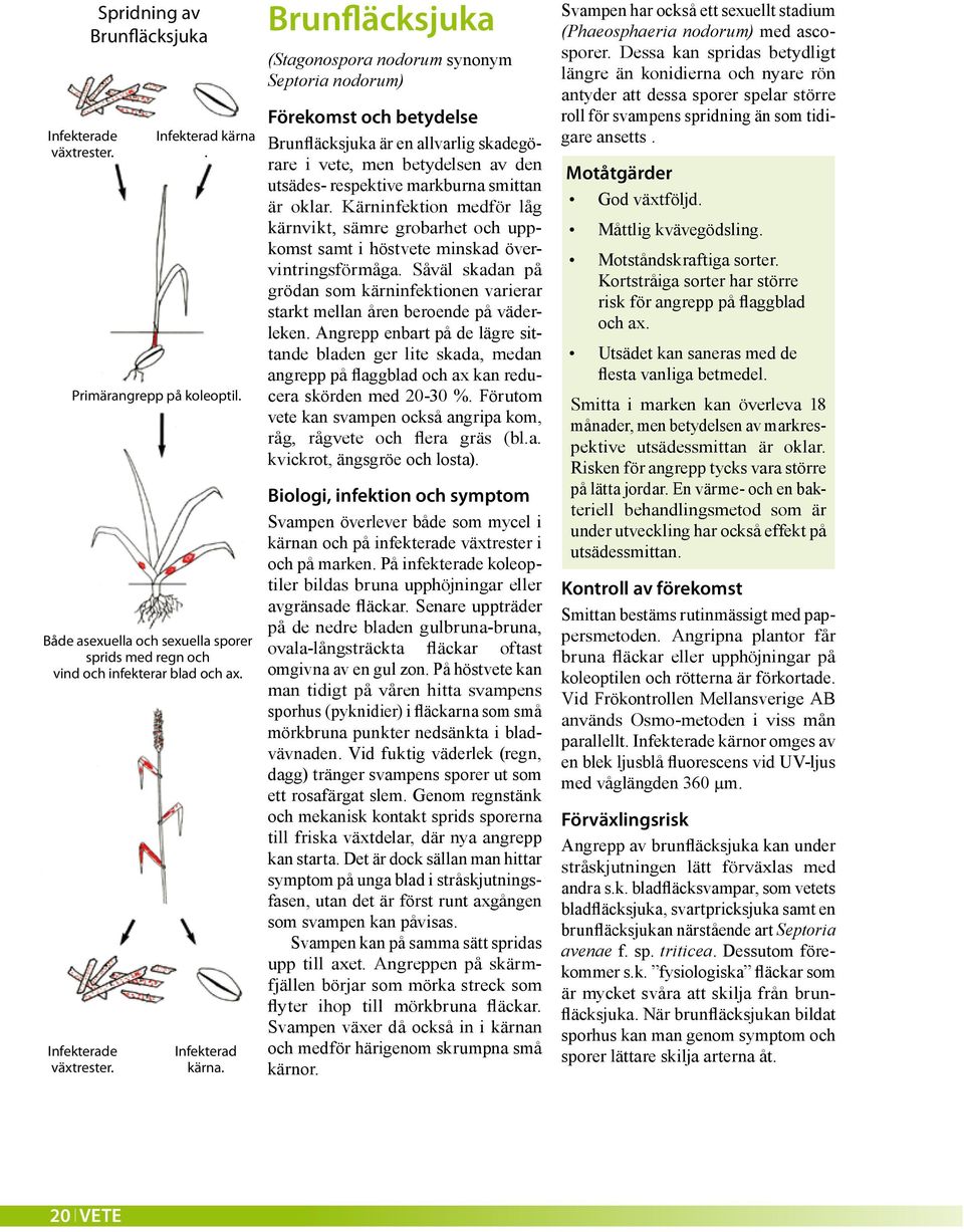 Brunfläcksjuka (Stagonospora nodorum synonym Septoria nodorum) Förekomst och betydelse Brunfläcksjuka är en allvarlig skadegörare i vete, men betydelsen av den utsädes- respektive markburna smittan