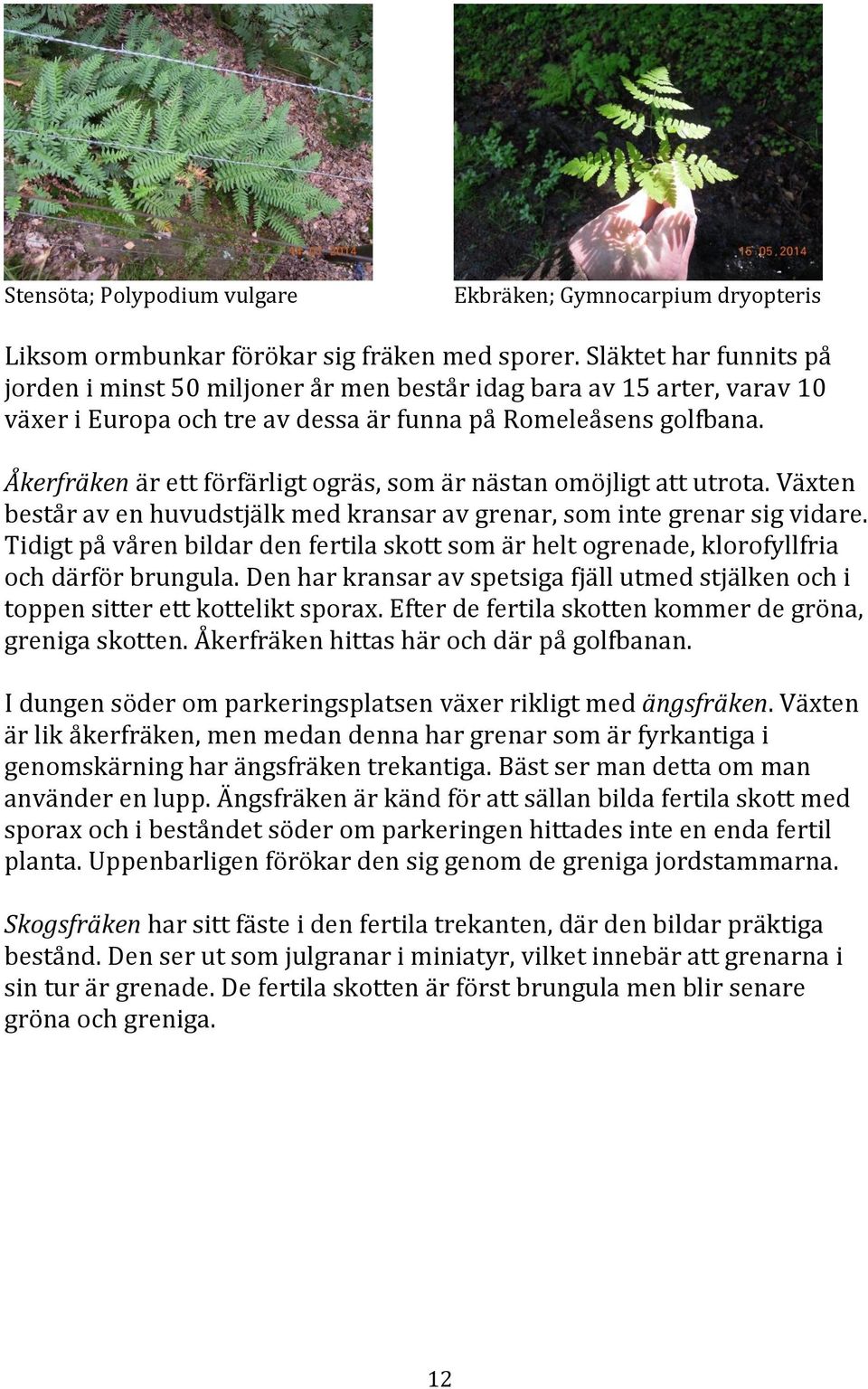 Åkerfräken är ett förfärligt ogräs, som är nästan omöjligt att utrota. Växten består av en huvudstjälk med kransar av grenar, som inte grenar sig vidare.