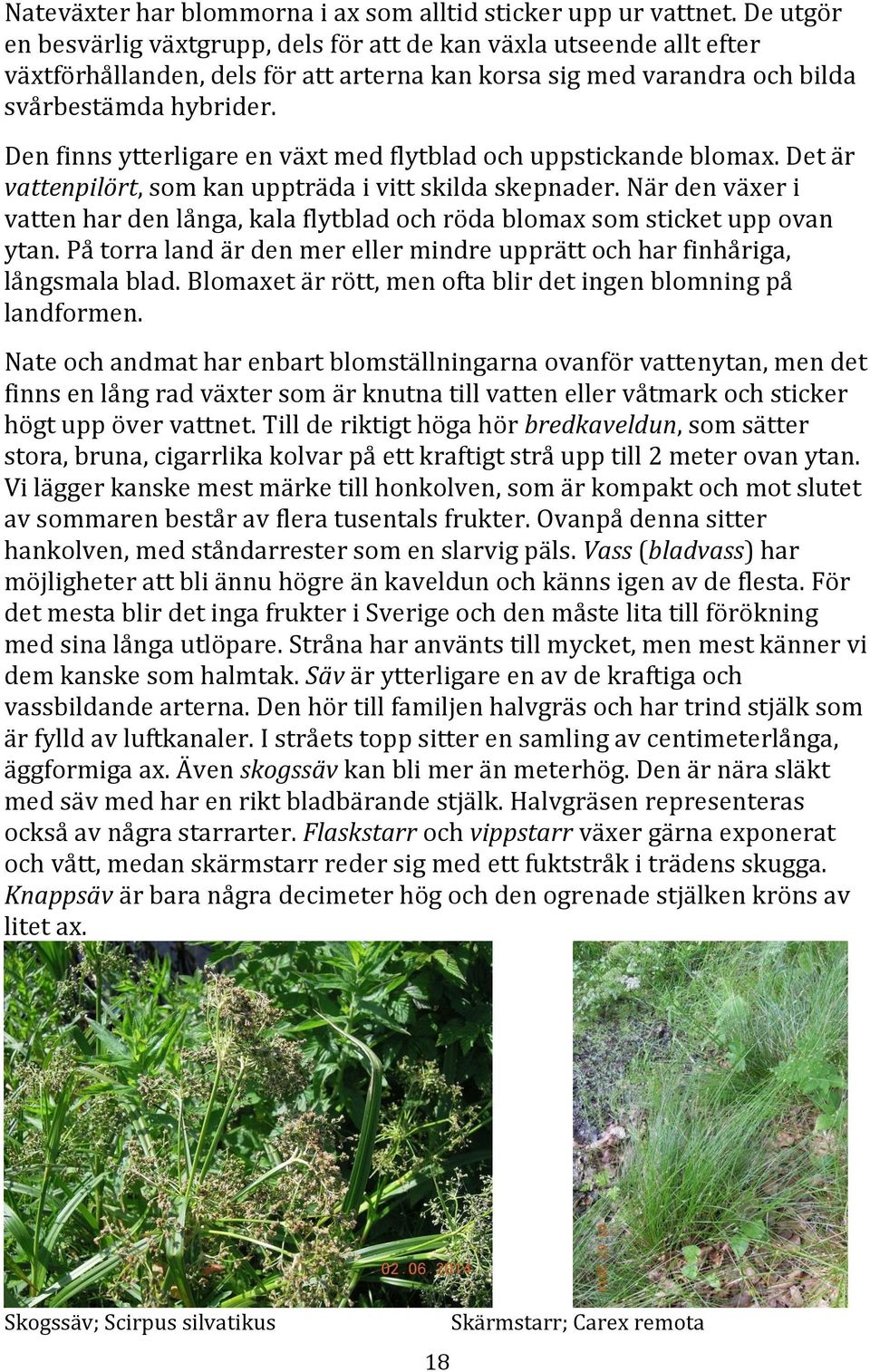 Den finns ytterligare en växt med flytblad och uppstickande blomax. Det är vattenpilört, som kan uppträda i vitt skilda skepnader.