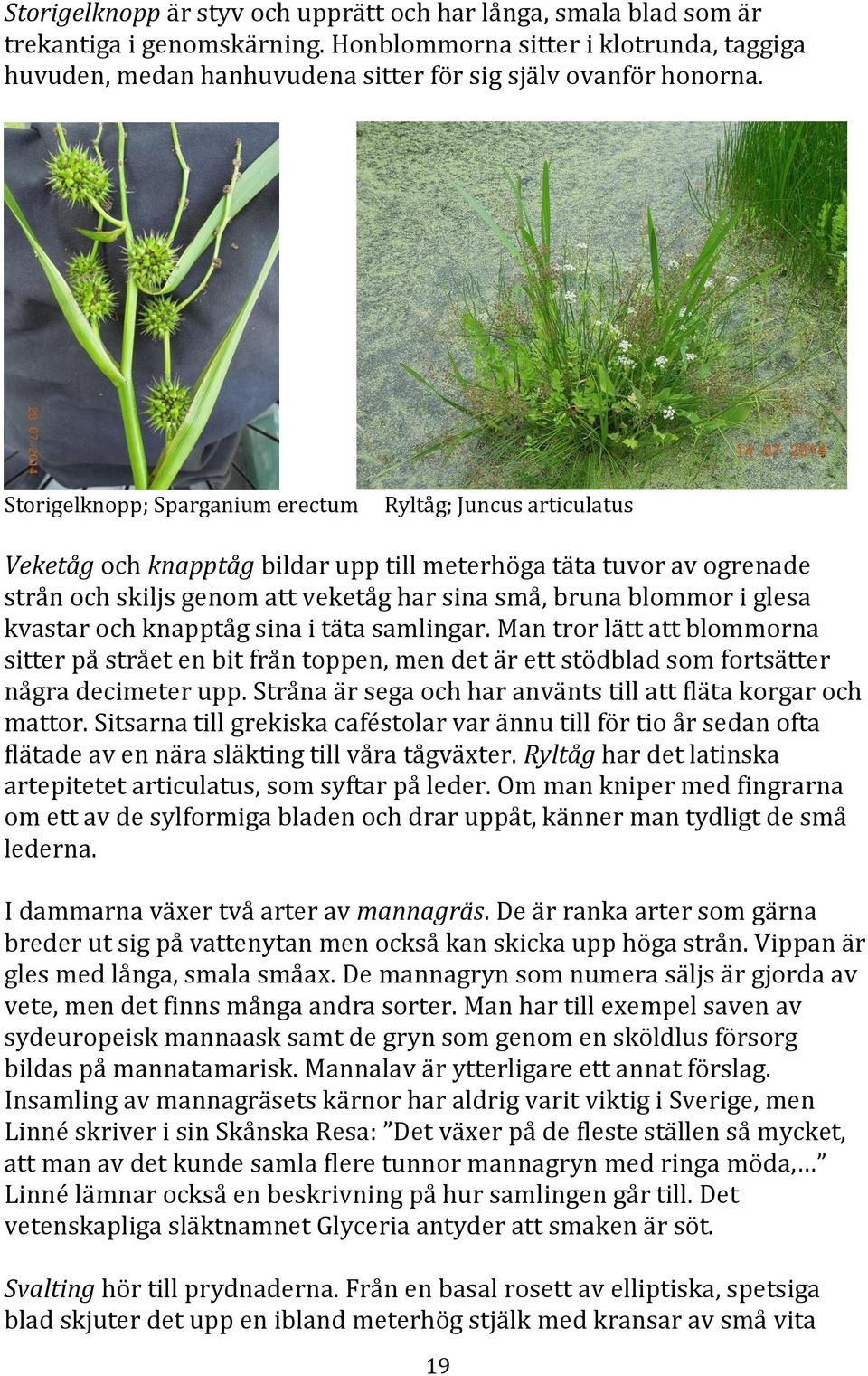 glesa kvastar och knapptåg sina i täta samlingar. Man tror lätt att blommorna sitter på strået en bit från toppen, men det är ett stödblad som fortsätter några decimeter upp.