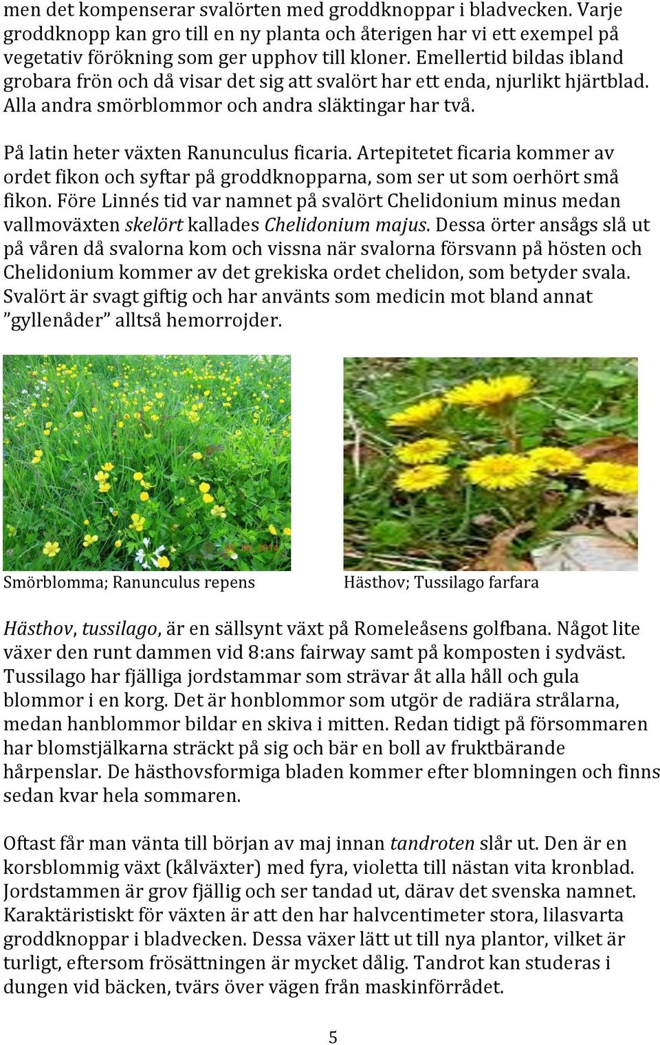 Artepitetet ficaria kommer av ordet fikon och syftar på groddknopparna, som ser ut som oerhört små fikon.