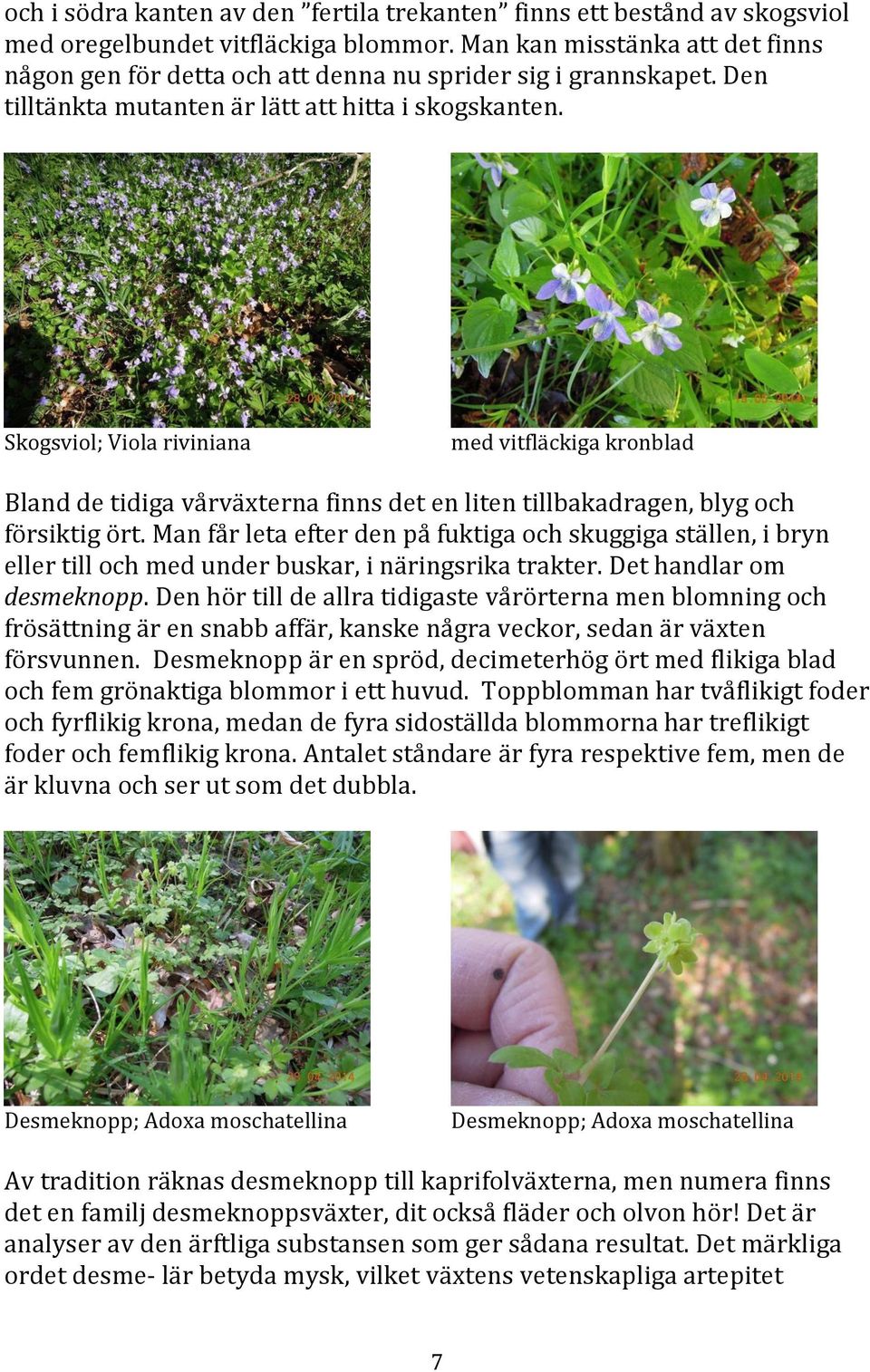 Skogsviol; Viola riviniana med vitfläckiga kronblad Bland de tidiga vårväxterna finns det en liten tillbakadragen, blyg och försiktig ört.