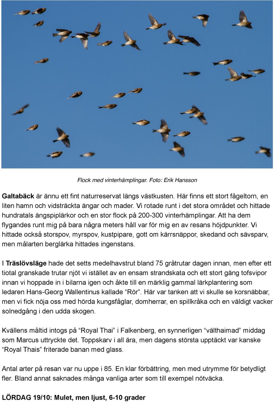Att ha dem flygandes runt mig på bara några meters håll var för mig en av resans höjdpunkter.