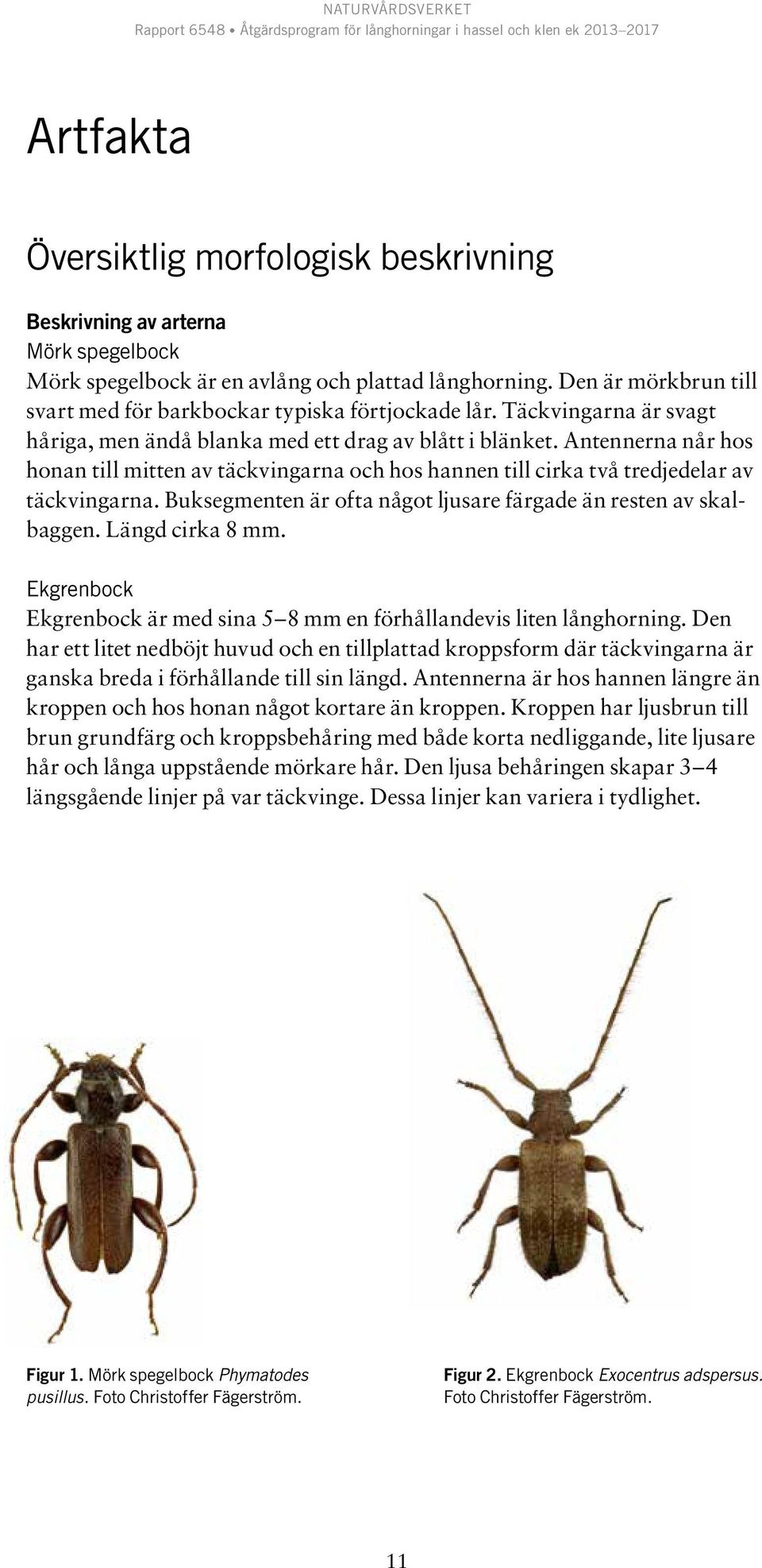 Antennerna når hos honan till mitten av täckvingarna och hos hannen till cirka två tredjedelar av täckvingarna. Buksegmenten är ofta något ljusare färgade än resten av skalbaggen. Längd cirka 8 mm.