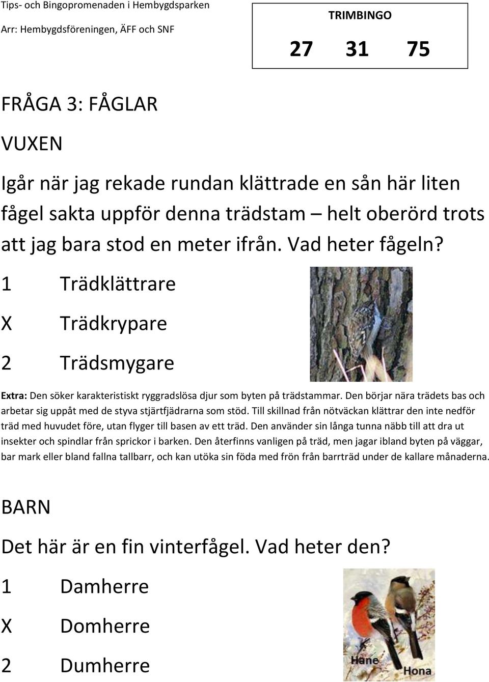 Den börjar nära trädets bas och arbetar sig uppåt med de styva stjärtfjädrarna som stöd.