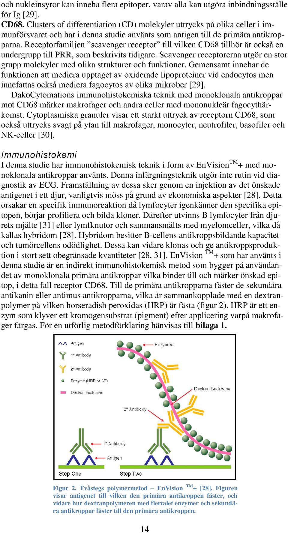 Receptorfamiljen scavenger receptor till vilken CD68 tillhör är också en undergrupp till PRR, som beskrivits tidigare.