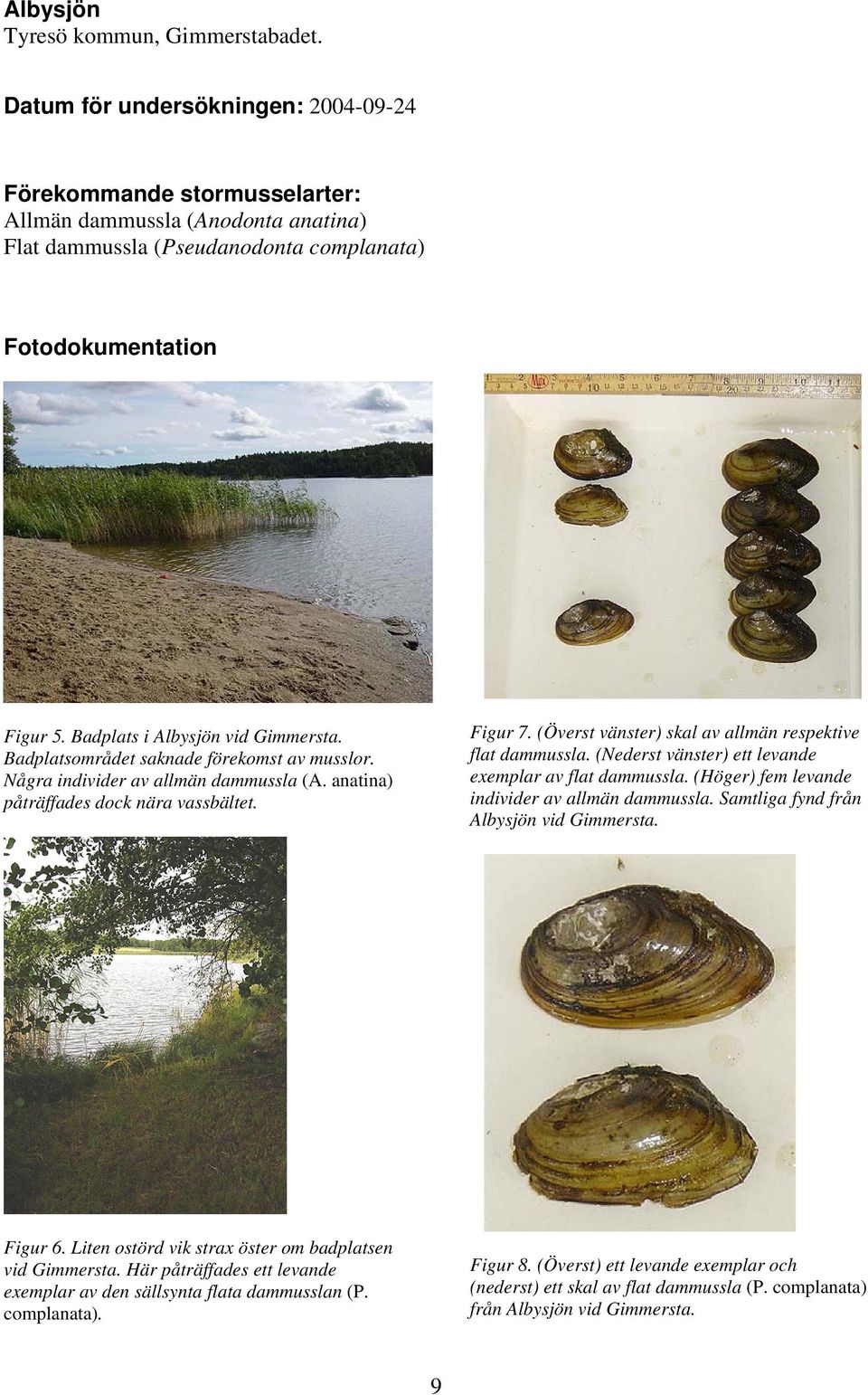 Badplats i Albysjön vid Gimmersta. Badplatsområdet saknade förekomst av musslor. Några individer av allmän dammussla (A. anatina) påträffades dock nära vassbältet. Figur 7.