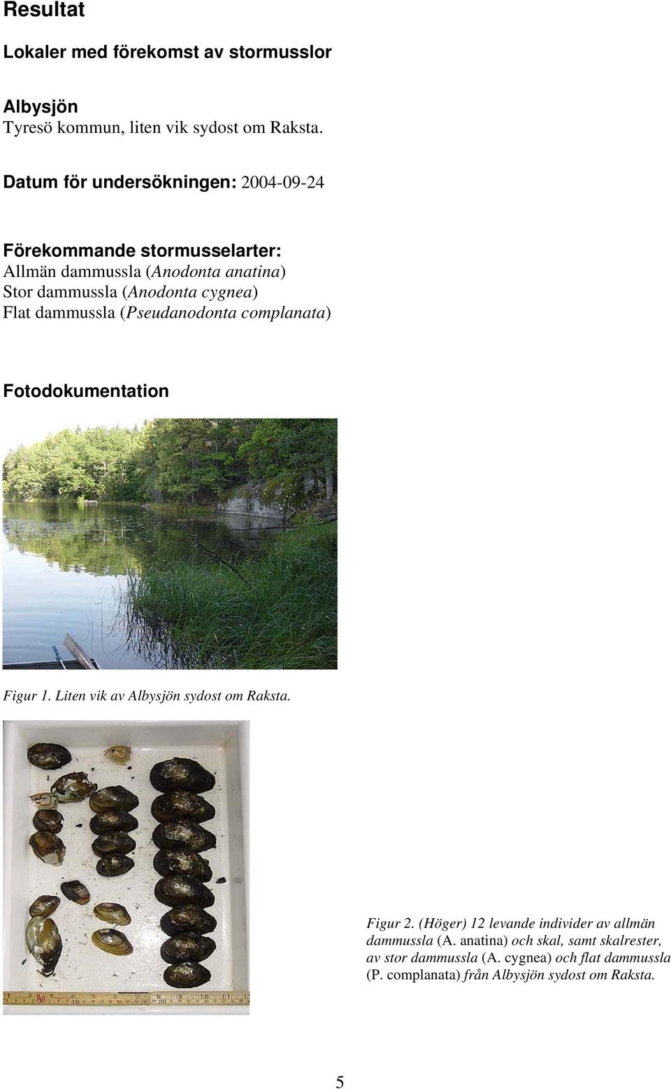 cygnea) Flat dammussla (Pseudanodonta complanata) Fotodokumentation F igur 1. Liten vik av Albysjön sydost om Raksta. Figur 2.