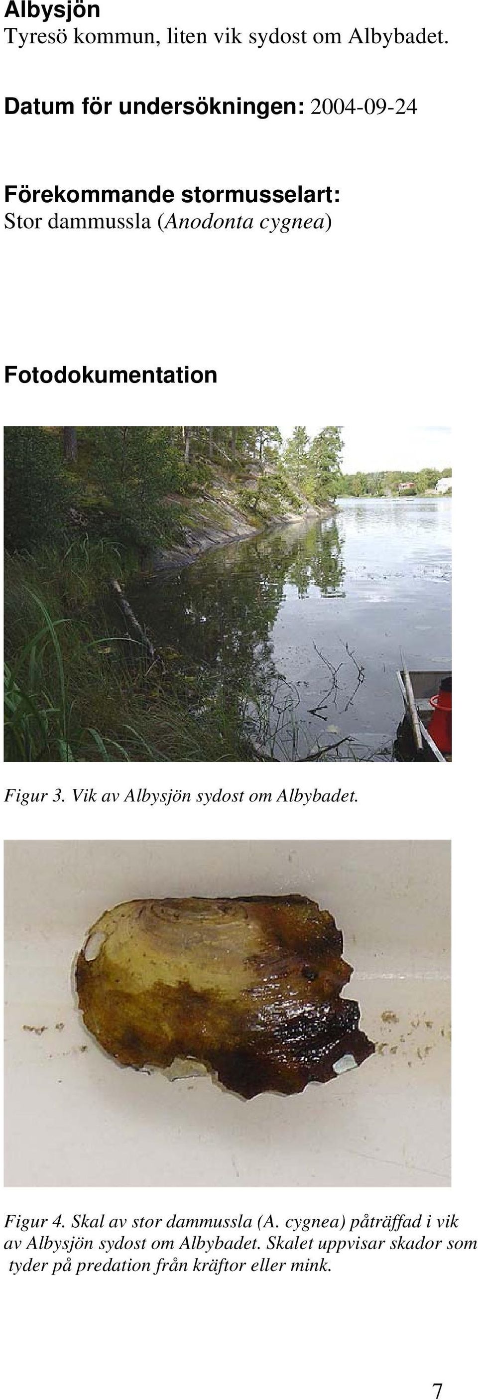 cygnea) Fotodokumentation Figur 3. Vik av Albysjön sydost om Albybadet. Figur 4.