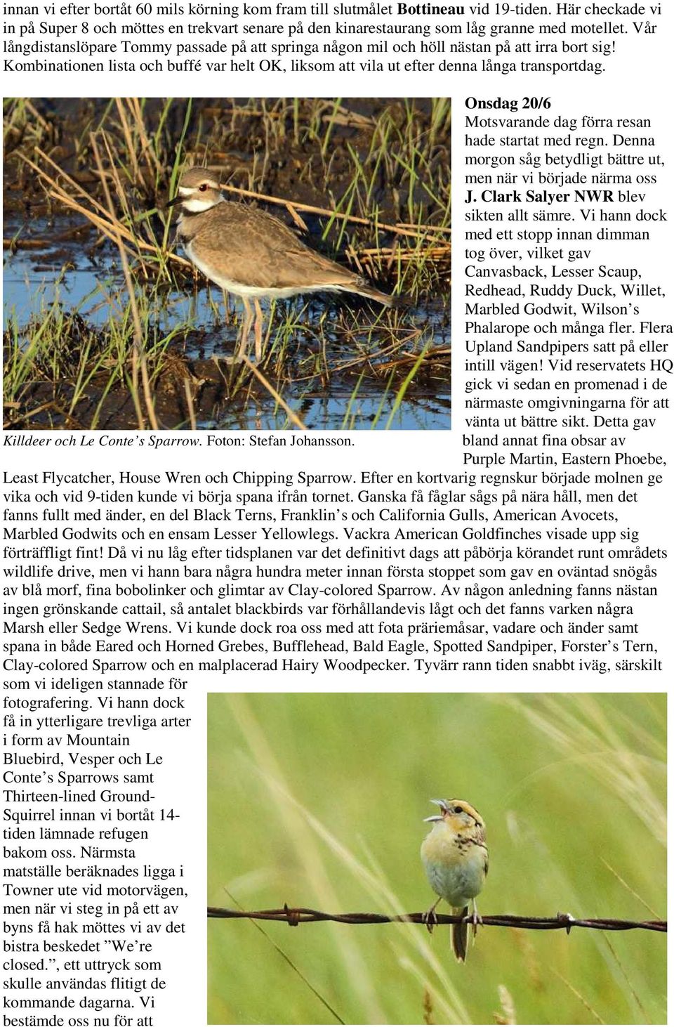 Killdeer och Le Conte s Sparrow. Foton: Stefan Johansson. Onsdag 20/6 Motsvarande dag förra resan hade startat med regn. Denna morgon såg betydligt bättre ut, men när vi började närma oss J.