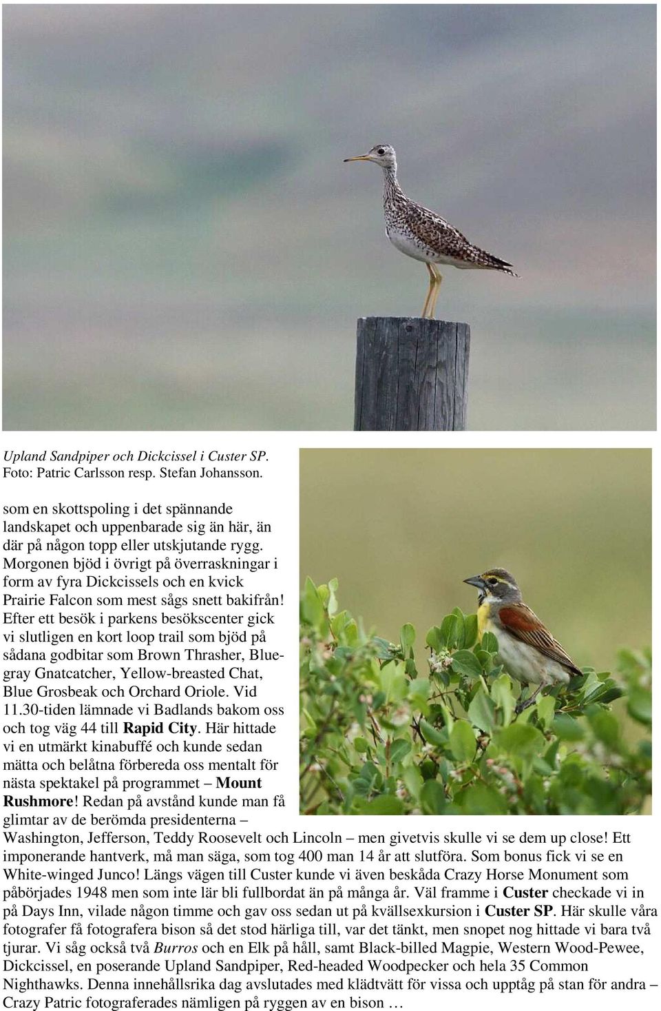 Morgonen bjöd i övrigt på överraskningar i form av fyra Dickcissels och en kvick Prairie Falcon som mest sågs snett bakifrån!